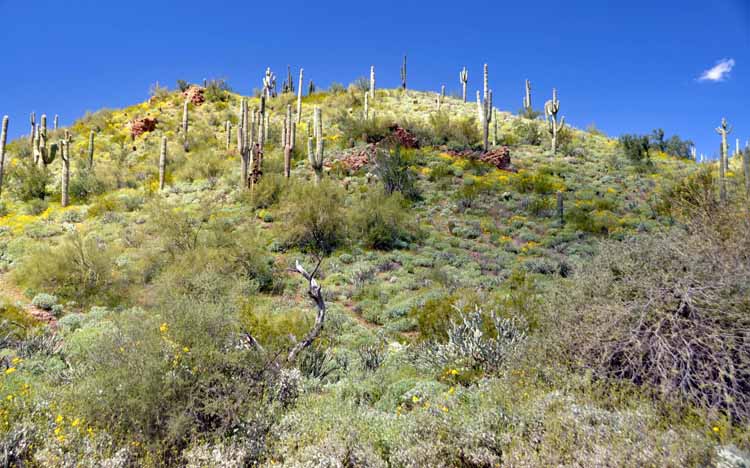 wildflowers on hillside